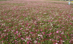 秋桜絨毯