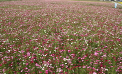 秋桜絨毯