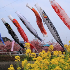 菜の花と河津桜と鯉のぼりとおばぁさん