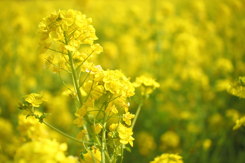 菜の花