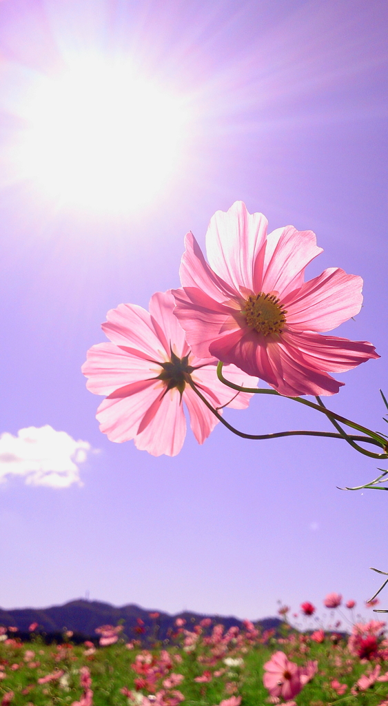 秋桜