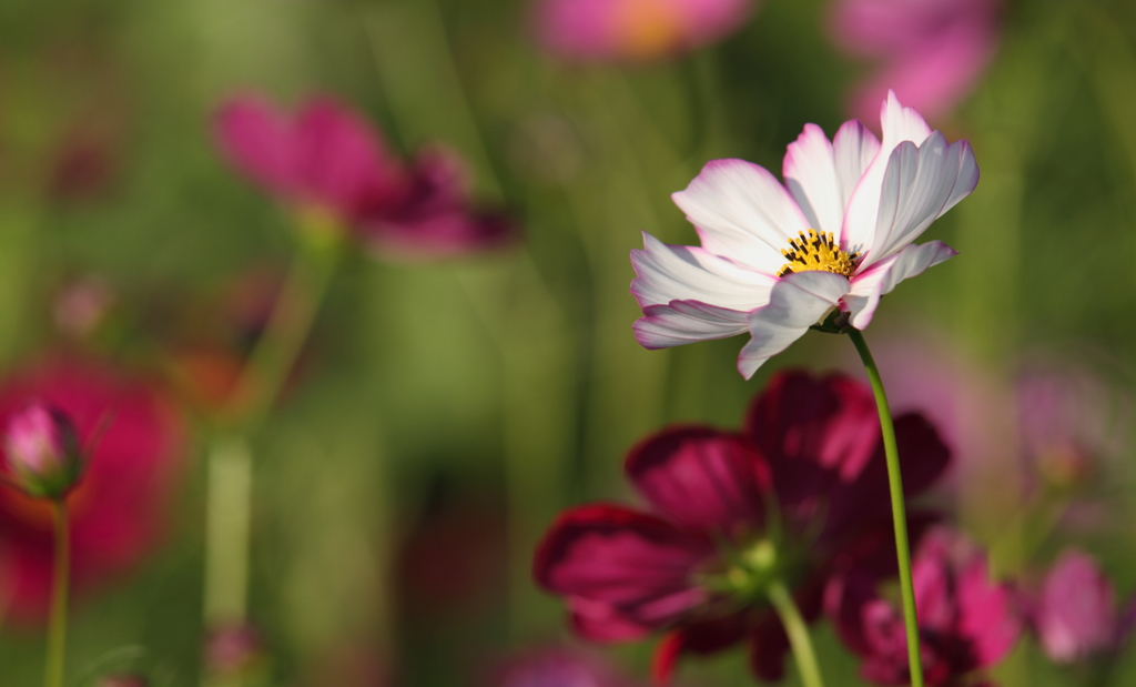 秋桜