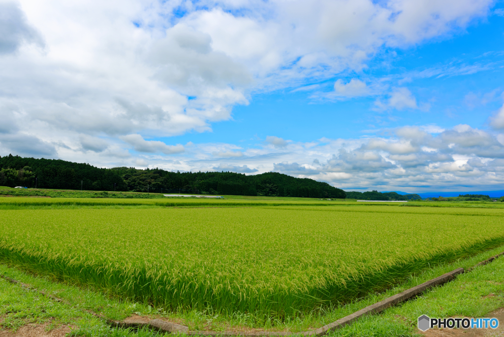夏の田んぼと