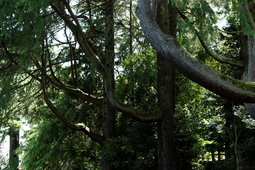 DSC_0296_DxO