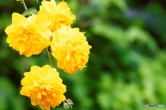 YELLOW YELLOW