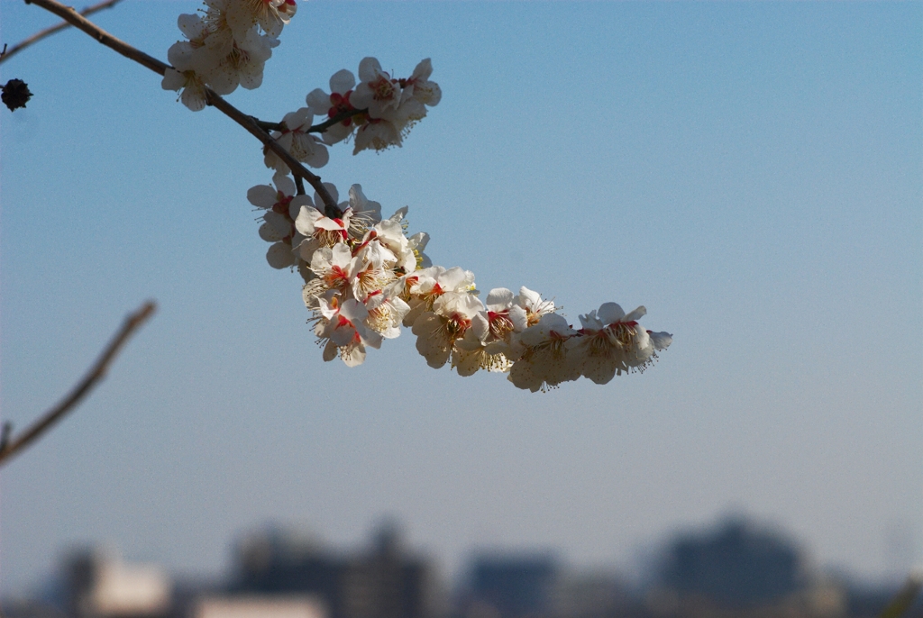 春はもうきた？