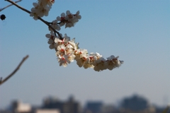 春はもうきた？