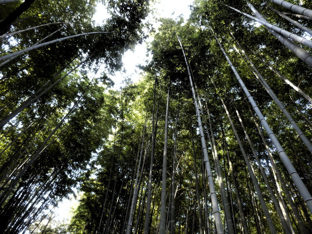 嵐山　竹林