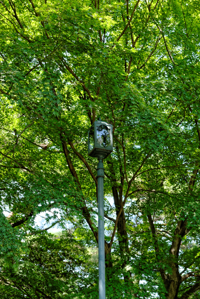 DSC_0272_DxO