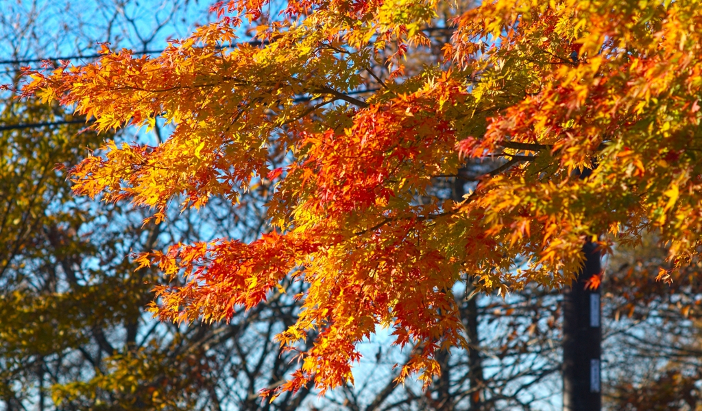 霧降高原の紅葉