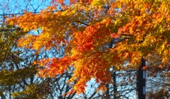 霧降高原の紅葉