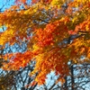 霧降高原の紅葉