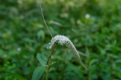 DSC_0262_DxO