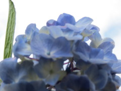 見上げてみれば