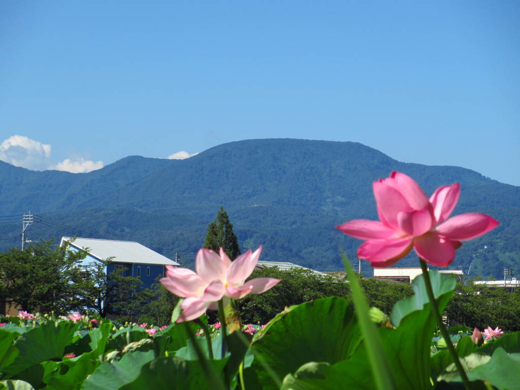 夏山をバックに