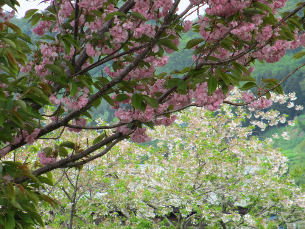 ２色の桜