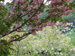 ２色の桜