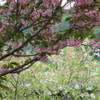 ２色の桜