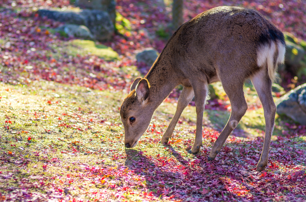 奈良公園の鹿