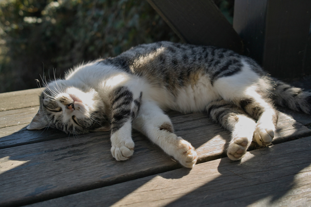ねこ２