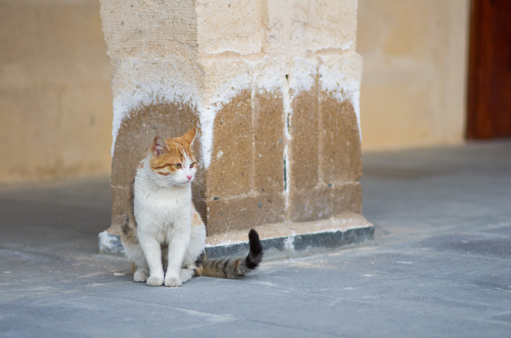 トルコの猫２