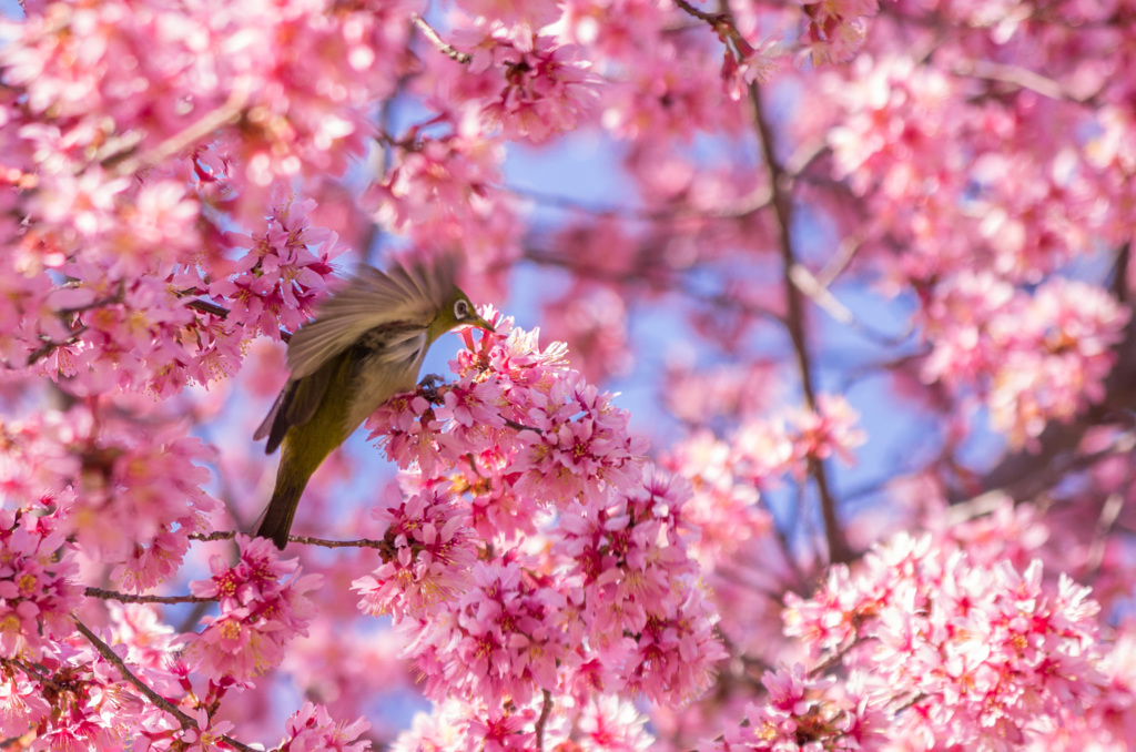 メジロ飛び立つ