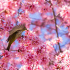 メジロ飛び立つ