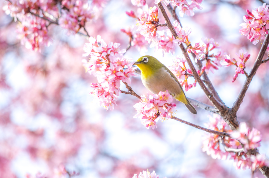 桜とメジロ
