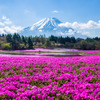 芝桜と富士山