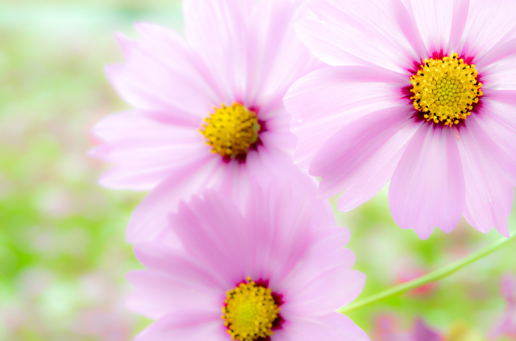 桜コスモス
