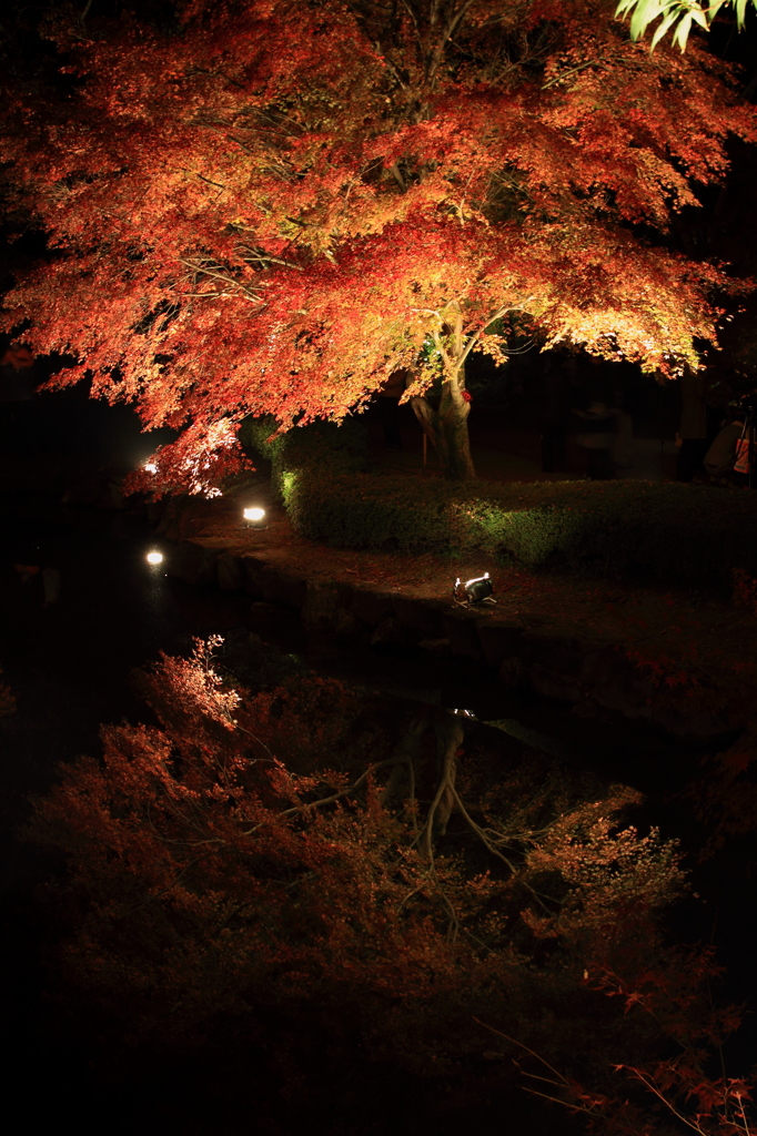逆さ紅葉
