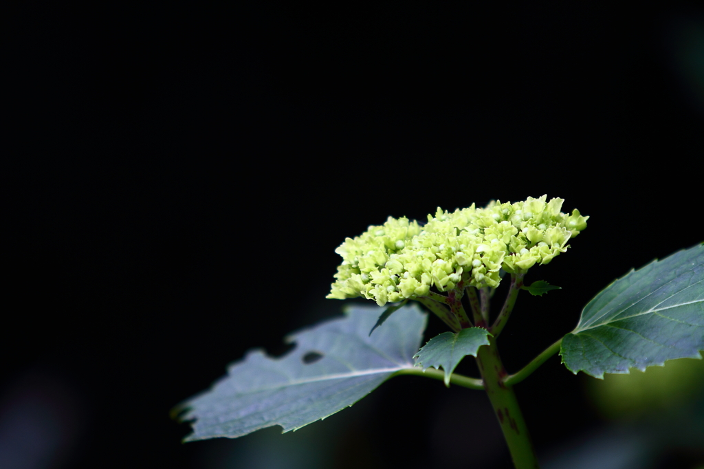 若芽