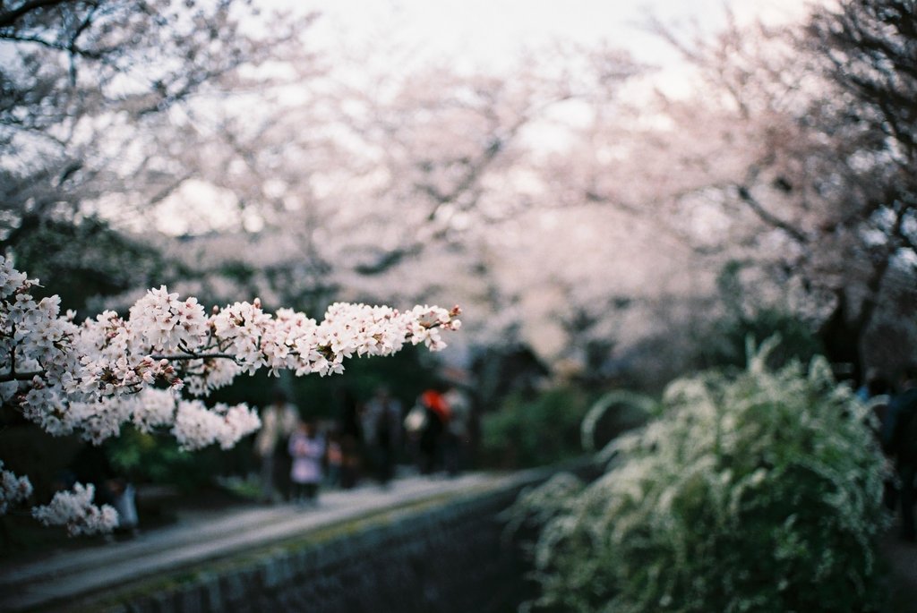 京都・哲学の道の桜