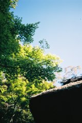 緑か青か