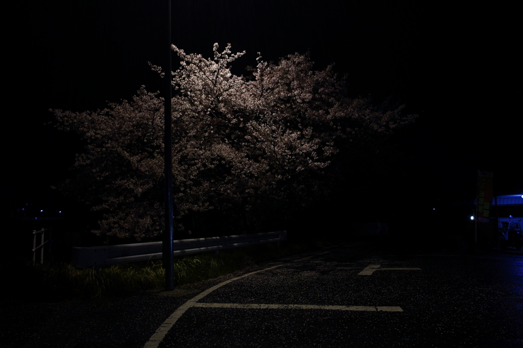 夜桜