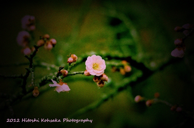 あの日の桜