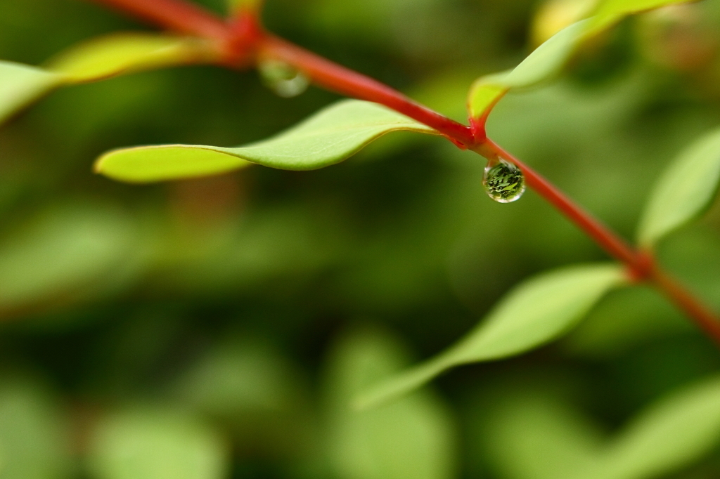 雨上がり
