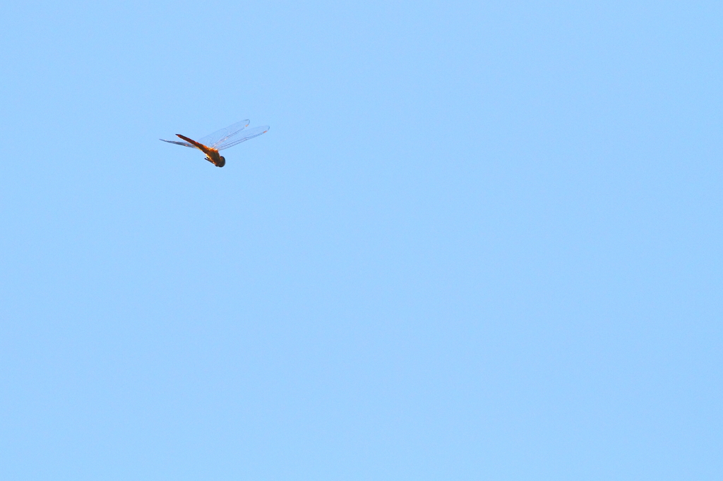 秋空のトンボ