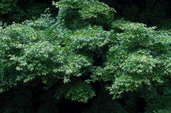 雨模様