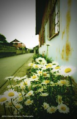 いつかの花