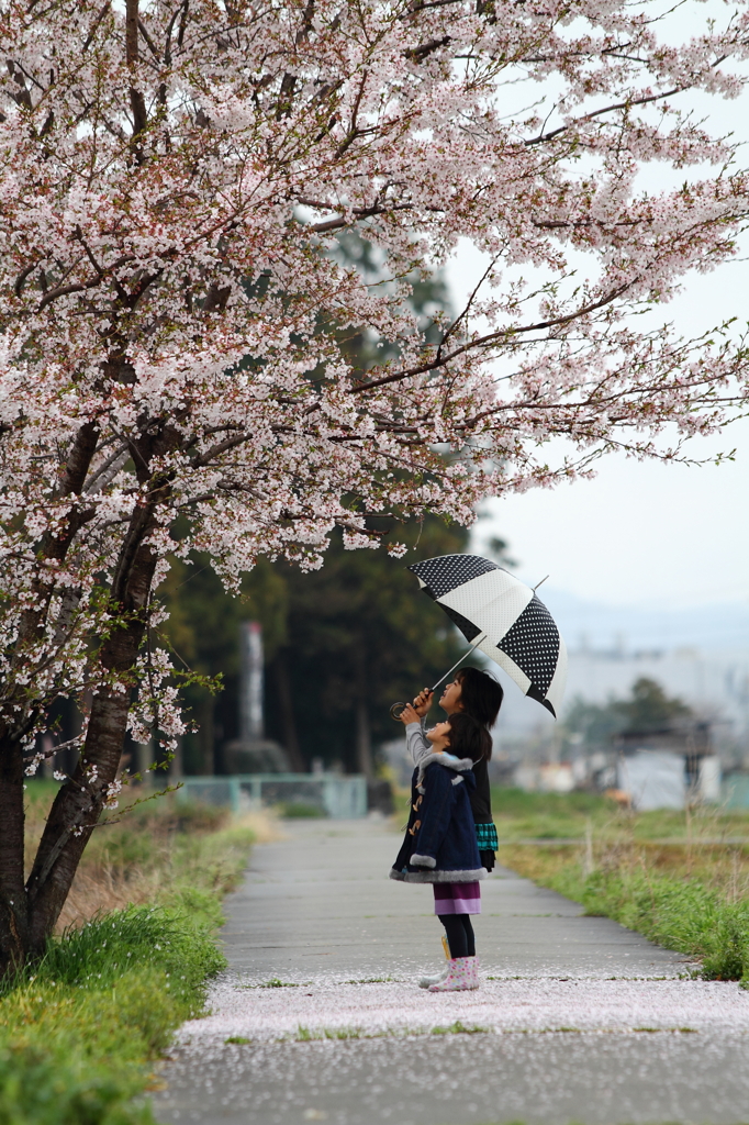 桜を見上げて
