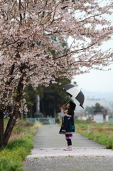 桜を見上げて