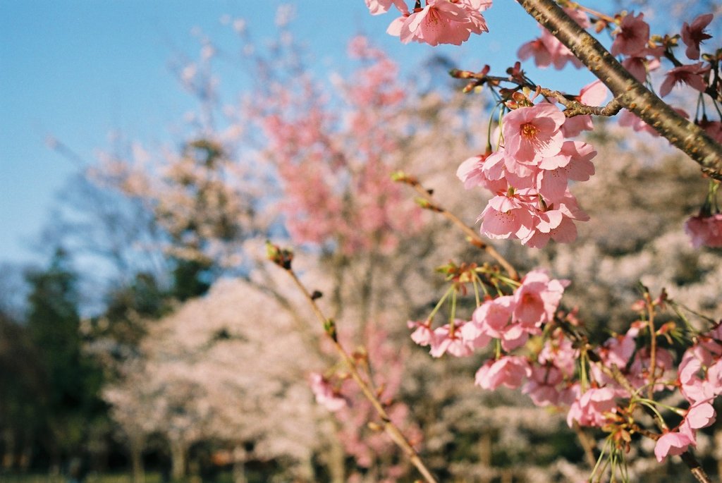 京都・下鴨神社の桜