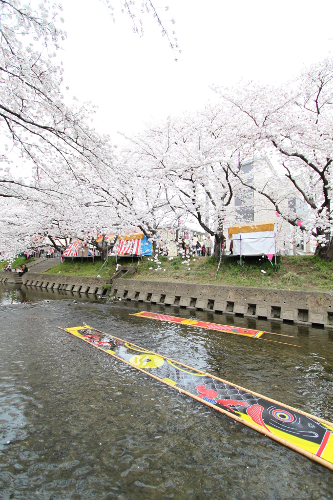 五条川＿桜