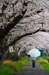 ぬれ桜