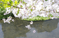桜と鯉