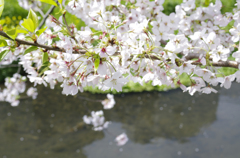 桜と鯉　桜ｱｯﾌﾟ