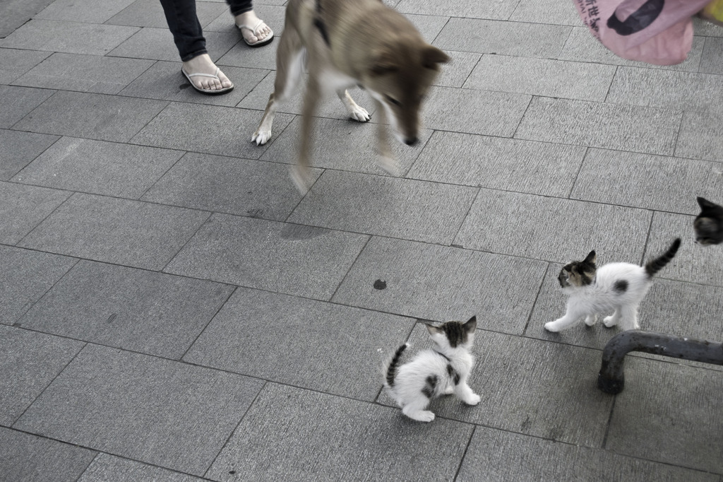 VS 犬