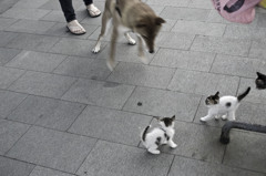 VS 犬