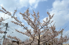 風と桜
